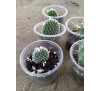 Кактус Опунція дрібноволосиста (Opuntia microdasys)